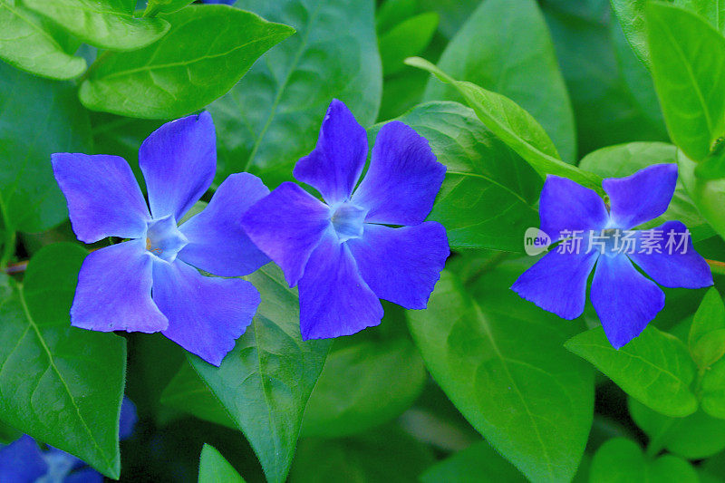 大长春花/大叶长春花:常绿多年生植物，常作为地被植物栽培